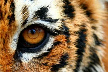 Quelles sont les origines et les vertus de la pierre "Oeil du Tigre" ?