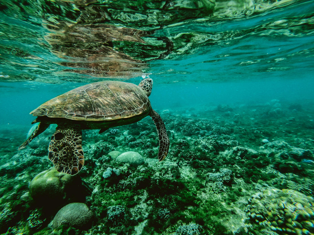 La Cause Animale dans les Océans - Prenons-en conscience